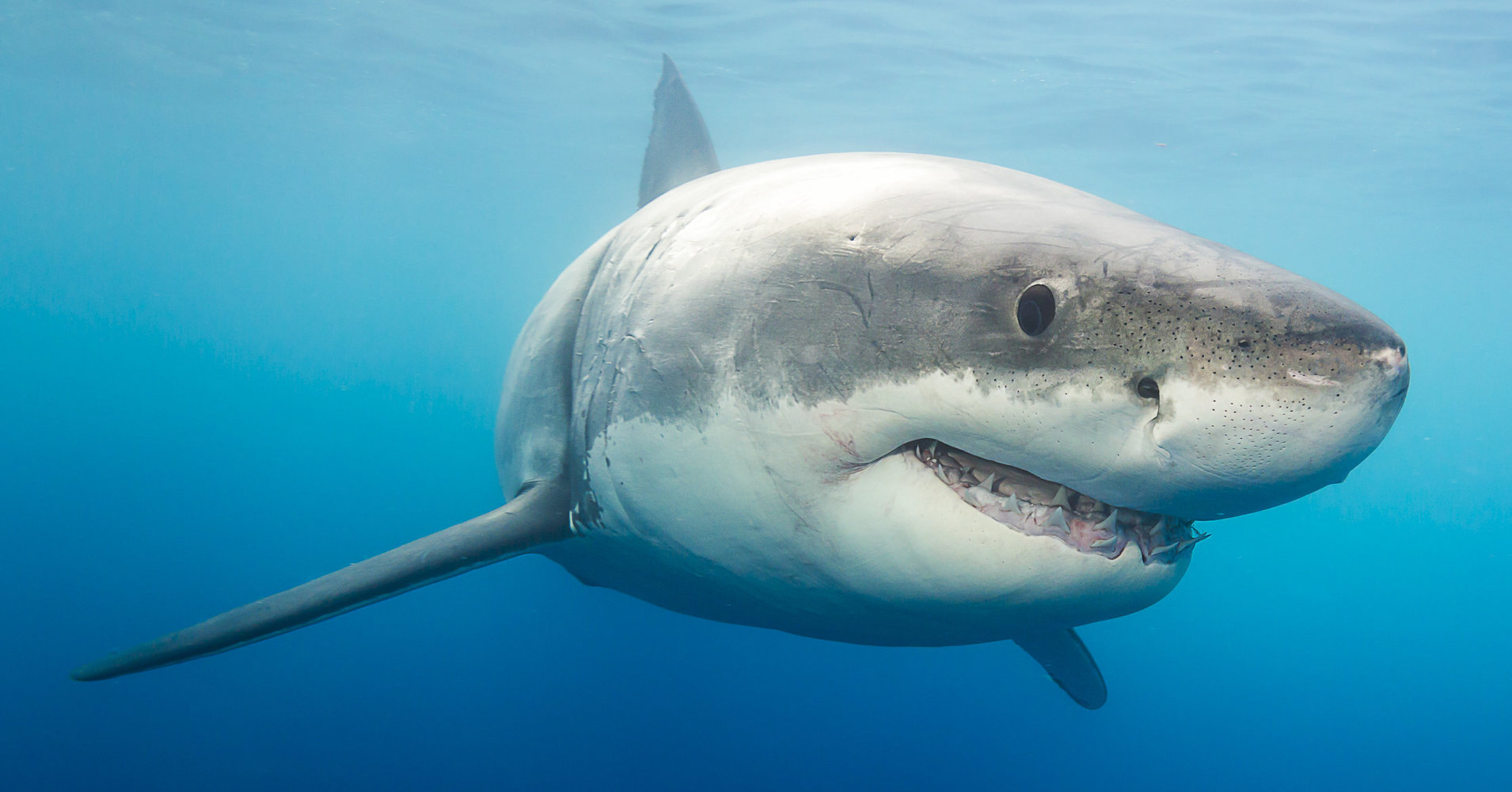 *** EXCLUSIVE *** GUADALUPE ISLAND, MEXICO - SEPTEMBER 8: A great white shark photographed on September, 8, 2015 near Guadalupe Island, Mexico. Great white sharks emerge from the water with their jaws open in the clear blue waters of the Pacific Ocean. The incredible animals were photographed off the the coast of Guadalupe Island- a small volcanic island roughly 150 miles off the coast of Mexico's Baja California peninsula. There is thought to be roughly 170 great white's near the island- making it one of the best places in the world for divers to spot them. PHOTOGRAPH BY David Fleetham / Barcroft India UK Office, London. T +44 845 370 2233 W www.barcroftmedia.com USA Office, New York City. T +1 212 796 2458 W www.barcroftusa.com Indian Office, Delhi. T +91 11 4053 2429 W www.barcroftindia.com (Photo credit should read David Fleetham / Barcroft India / Barcroft Media via Getty Images)