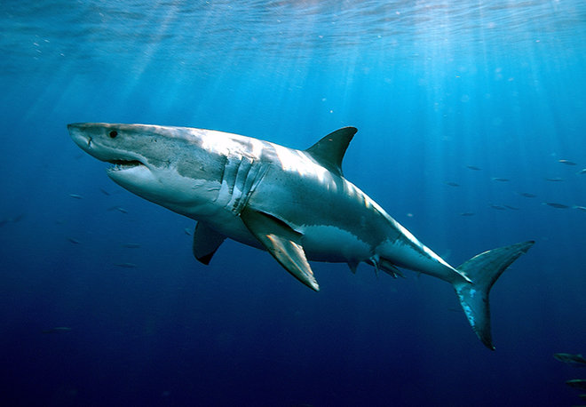 No one wants to see a shark when swimming in the ocean.